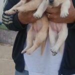 Labrador Female in Abu Dhabi