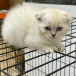 Kitten For Sale in Dubai