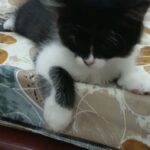 Persian kitten for adoption with fee in Dubai