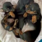 Dachshund puppies in Fujairah