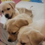 Labrador Puppies in Dubai