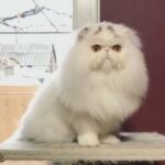 Persian Show Cat CFA in Dubai