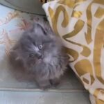 Cute Persian Kitten Available in Dubai