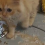 Persian Kitten Available 😻 in Dubai