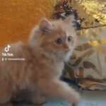 Cute Persian Kitten Available 😻 in Dubai