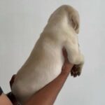 Labrador Retriever in Dubai
