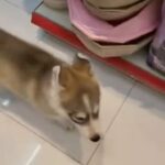 (SOLD) Husky/Malamute puppy in Sharjah