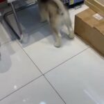 Frost the Male White Husky for mating in Sharjah