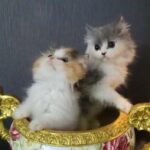 (SOLD) Persian female kittens in Sharjah