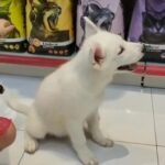 (SOLD) Husky/Malamute puppy in Sharjah