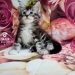 10000dhs fixed pure Maine coon with pedigree in Dubai