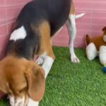 Beagles Available in Dubai
