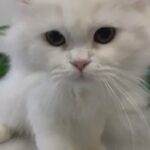 Persian Kitten in Abu Dhabi