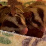 Two Sugar Gliders In Good Health Both For 1200 With A Free Cage in Abu Dhabi