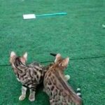 Pure Bengal kitten in Dubai