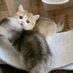 munchkin kittens in Abu Dhabi