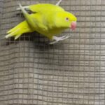 Ringnick Yellow Female in Dubai