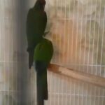 بانتيد كنيور من النوادر زوج محجلين حجل اصلي ذهبي in Ajman