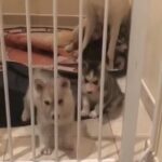 Siberian husky’s puppy in Umm Al Quwain