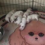 Maltese puppy’s available for poking in Umm Al Quwain
