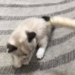 mix kitten in Abu Dhabi