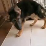 German Shaplerd Ming size work line puppy in Dubai