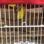 Budgies 2 Pair in Abu Dhabi