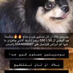 Pomeranian male for matting in Abu Dhabi