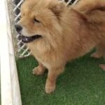 chow chow female انثى تشاوتشاو in Sharjah