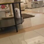 Maltese Male Puppy in Dubai