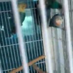 Lovebirds in Ajman