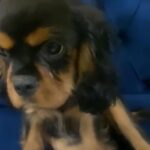 English Toy Spaniel Aka King Charles Spaniel in RAK City