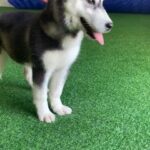 [SOLD] Adorable husky female puppy in Abu Dhabi