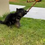 Gsd Puppies With Pedigree in Dubai