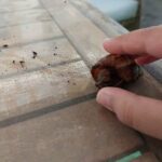 african giant land snails in Dubai