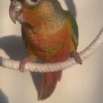 Conure in Dubai
