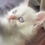 ذكر راغدول ريد بوينت Male red point ragdoll, 2 months old in Sharjah