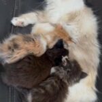 Ragdoll Mom with 3 Persian Kittens in Ajman