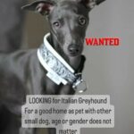 Looking For italian Greyhound in Dubai