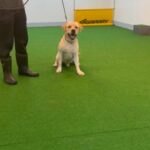 Pedigree Top Male Labrador in Dubai