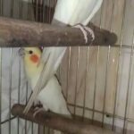 chicks for sale 120 each in Sharjah