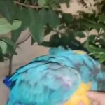 blue and gold macaw in Sharjah