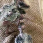 cockatiel baby Holland breed 6apr in Sharjah