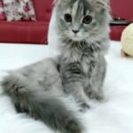 Sherazi British : 4 months female cat in Sharjah