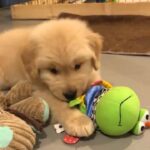 Golden retriever puppy in Abu Dhabi