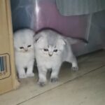 scottishfold 7wks triple fold & straight in Abu Dhabi