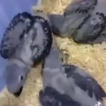 كاسكو محلي انتاج الامارات 2500 الحبه in Al Ain