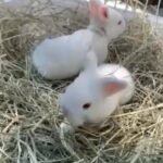 Minilop Bunnies For Sale For Cheap in Sharjah