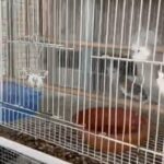 Cockatiels breeding pairs (3 Years) For Sale in Dubai