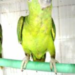 يلو ناب فرخ اليف عالغر حجم سوبر سوبر in Ajman